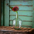 Cinnamon Sunflower Cutting Stem Box/12