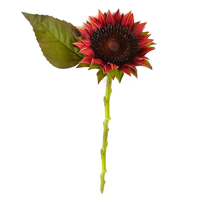 Cinnamon Sunflower Cutting Stem Box/12