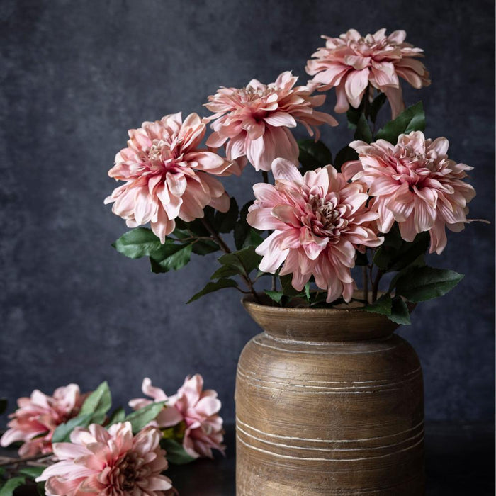 Dahlia-Flamingo