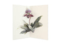 Lady Slipper Orchid Greeting Card