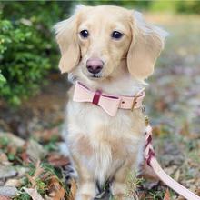 Luscious Bow Leash