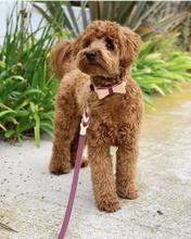 Luscious Bow Leash