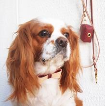 Luscious Bow Leash