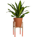 Modern Plant Stand Coral, Large