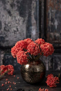 Sedum-Garnet
