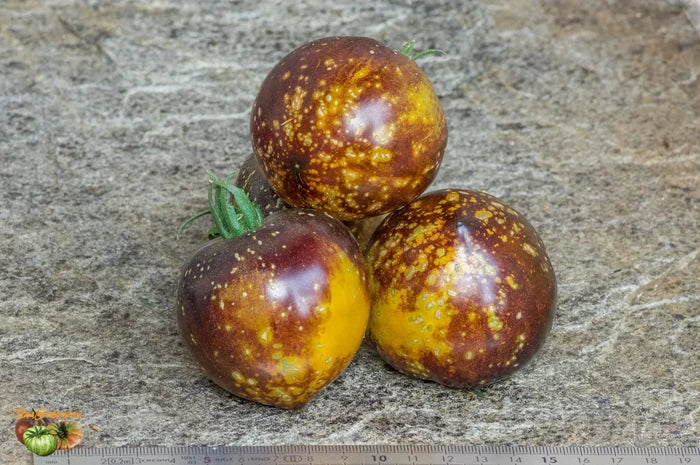 TOMATO 'Blue Gold'