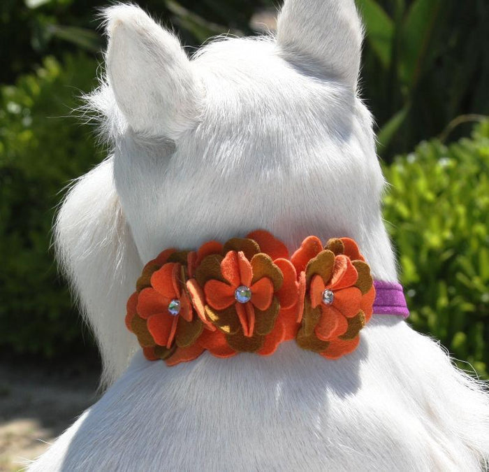 Wendy Collar