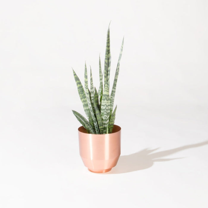 Spun Copper Planter | Yield Copper Planter | MPLS Plants | Golden Rule Gallery | Excelsior, MN