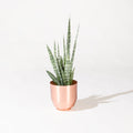 Spun Copper Planter | Yield Copper Planter | MPLS Plants | Golden Rule Gallery | Excelsior, MN